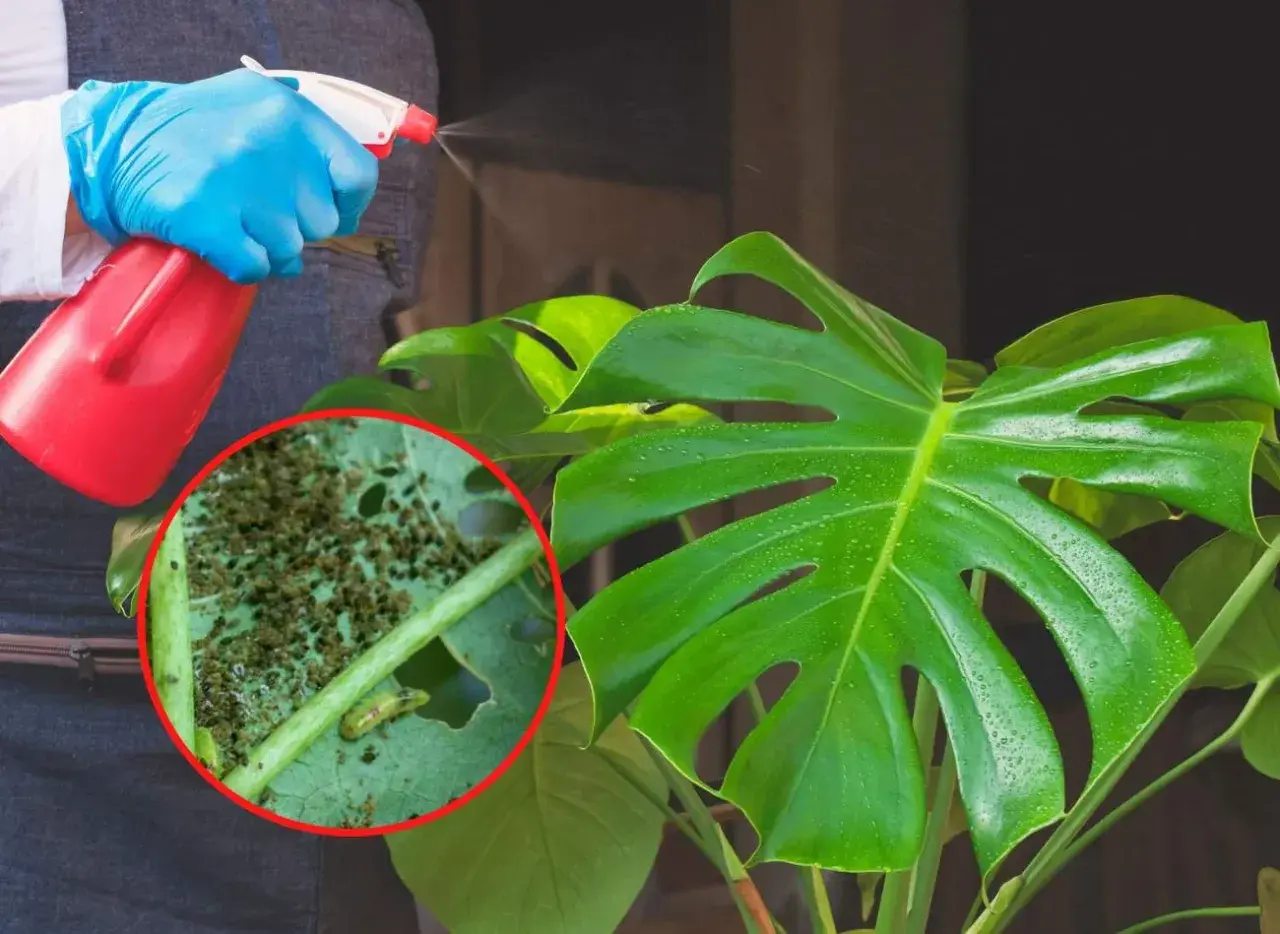 Osoba w niebieskich rękawiczkach opryskuje monstera, na której liściach widać skupiska wciornastków.