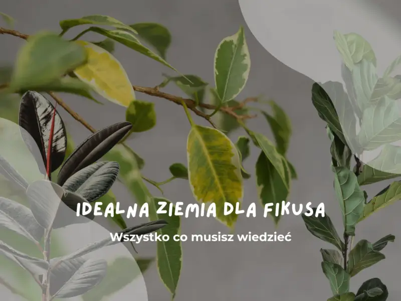 Idealna ziemia do fikusa: liście fikusów w różnych odcieniach zieleni i żółci, z tekstem "Idealna ziemia dla fikusa".