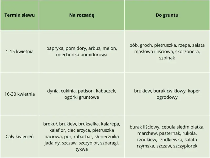 Tabela podpowiada, co siać w kwietniu do gruntu: bób, groch, rzepę, sałatę, szpinak (1-15 kwietnia), brukiew, buraka, koper (16-30 kwietnia) i wiele innych warzyw przez cały miesiąc.