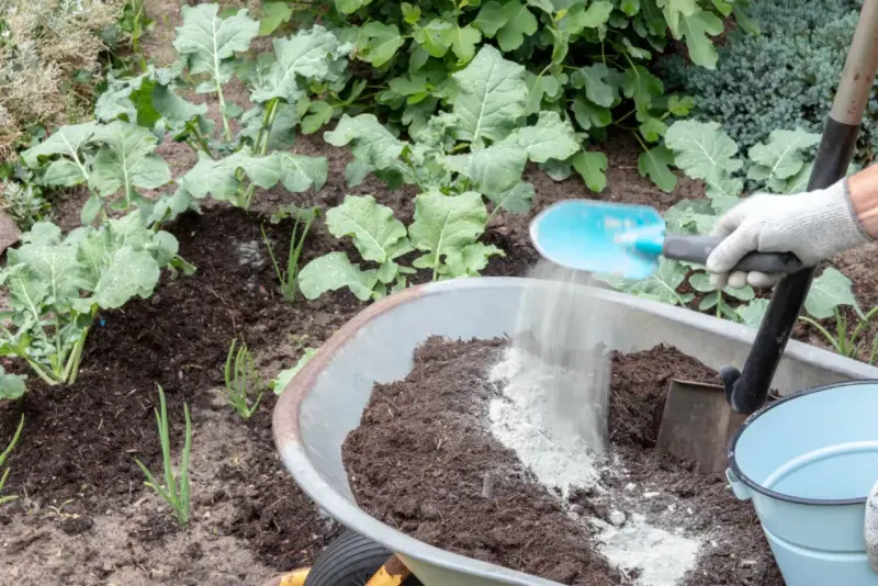 Ręka w rękawiczce rozsypuje mączkę bazaltową do taczki z ziemią, przygotowując nawóz do warzyw.